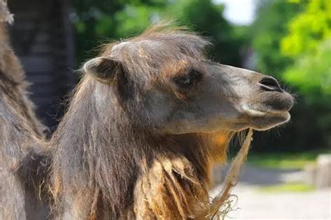 7 Types of Camels (With 3 True Camels) - Wildlife Informer