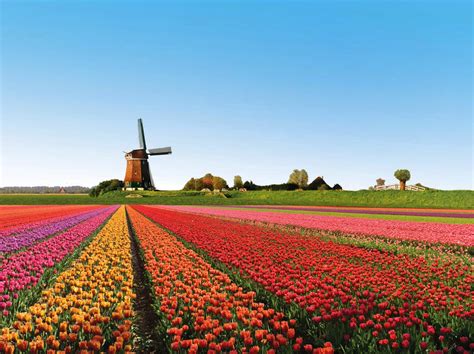 Photo Collection from Tulip Fields | Best Wallpaper Views