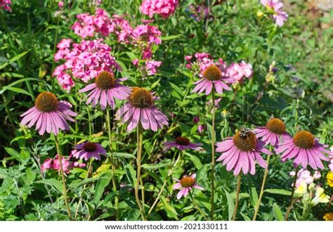 Echinacea Purpurea Blooms Flower Bed Summer Stock Photo 2021330111