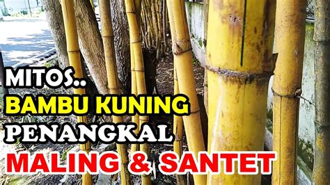 Mitos Khasiat Bambu Kuning Pengusir Hantu Penolak Maling Bambu