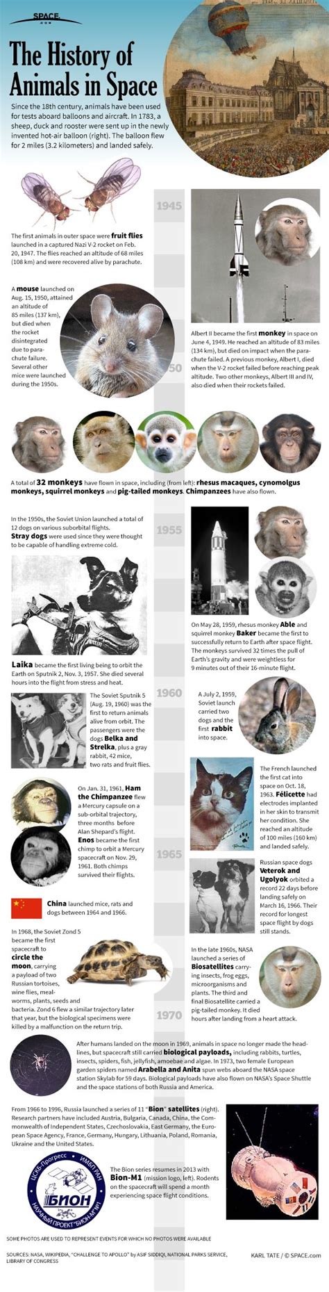 Mice, Flies, Cats, Dogs and Monkeys: The History of Animals in Space (Infographic) | Space