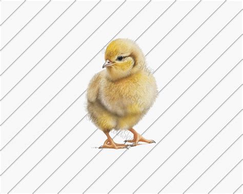 Chick Png, Baby Chick, Easter Png, Animal Illustration, Clip Art Png, Chicken Png, Happy Easter ...