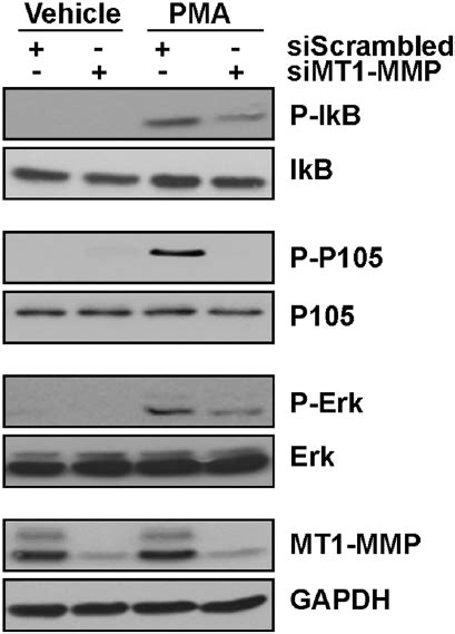 Mt1 Mmp Gene Silencing Abrogates Pma Induced Erk P105 And Ikb