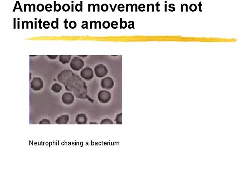 Entamoeba Histolytica Entamoeba Cell Biology Disease And Treatment