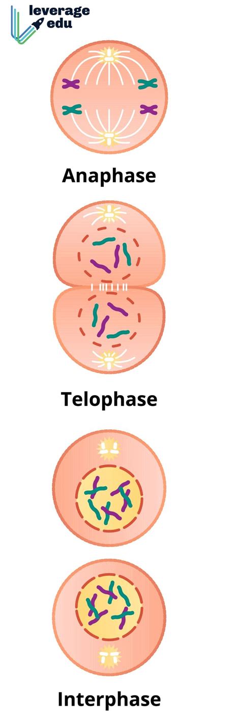 What Is Mitosis Stages Of Mitosis Steps Of Mitosis Biology Images