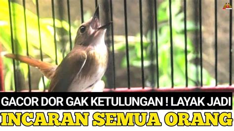 Luar Biasa Burung Ini Gacor Dor Full Materi Prestasian Youtube