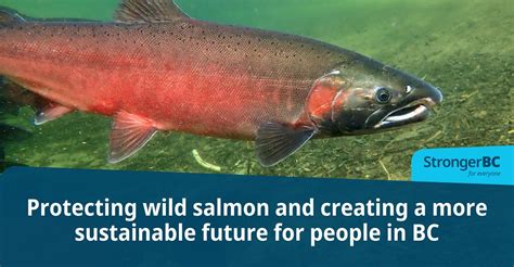 Province Builds On Unprecedented Investment In Wild Salmon Recovery Pjxm Prince George