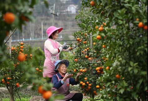 贵州黄平：柑橘喜丰收 人民图片网