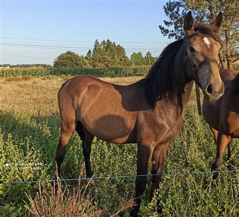 Poldro cruzado dócil Febres OLX Portugal