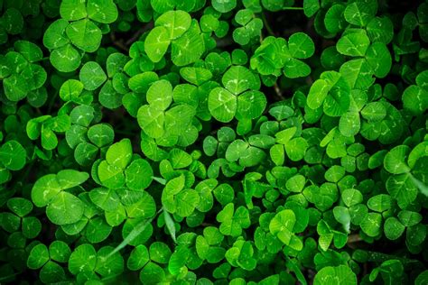 Best Way to Get Rid of Clover in Lawns | Senske #1 Weed Pro