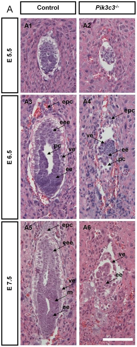 A Representative Images Of Hematoxylin Eosin H E Staining On