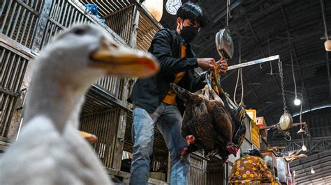 H5n1 Two Human Bird Flu Cases Detected In China As Outbreak Spreads