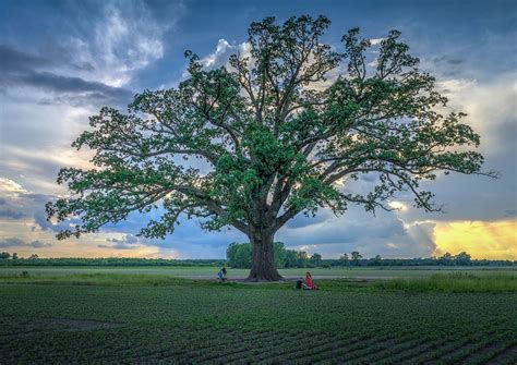 Mcbaine Bur Oak Is The Oldest Living Tree In Missouri