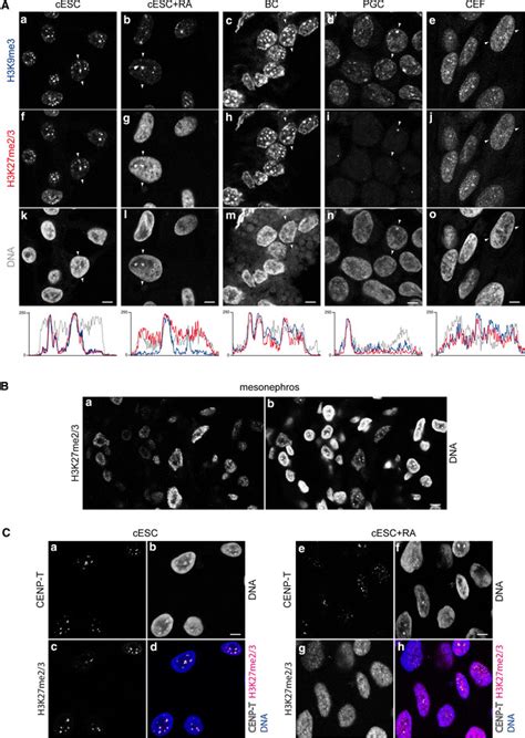 Histone Post Translational Modifications Of Pericentric Heterochromatin