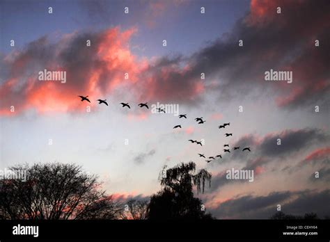 A Flock Of Canada Geese Fly In V Formation Against A Sunset Sky Birds