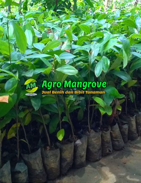 Jual Bibit Angsana Agro Mangrove