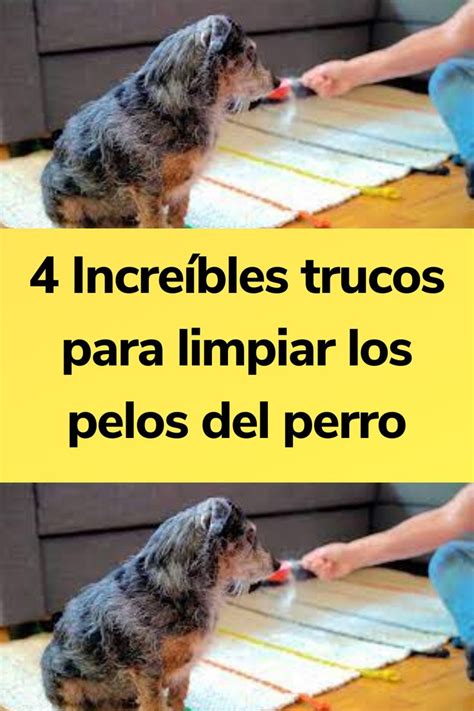 C Mo Limpiar Los Pelos Del Perro Trucos Perros Hogar Para Perros