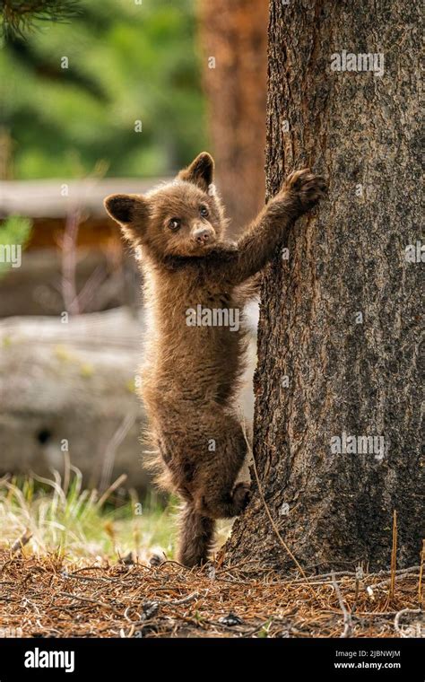 Black Bear Cubs Stock Photo - Alamy