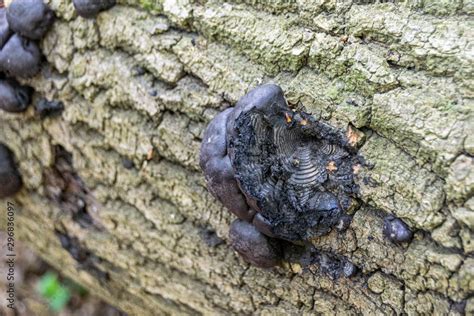 Daldinia Concentrica Fungi Also Known As King Alfred S Cake Cramp