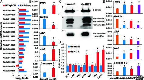 HDAC3 suppresses apoptosis-triggering gene expression. (A) To identify ... 