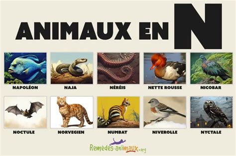 Animal En N Liste Des Animaux Commençant Par La Lettre N