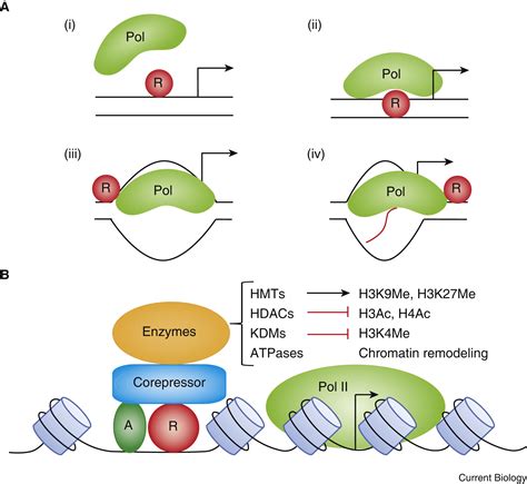 Transcriptional Repression Conserved And Evolved Features Current Biology