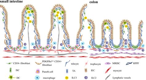 Frontiers Immune Niches Orchestrated By Intestinal Mesenchymal