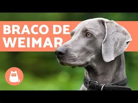 Descubre todo sobre la raza de perro Braco de Weimar características