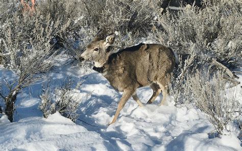 Epizootic Hemorrhagic Disease Detected In White Tailed Deer In Idaho