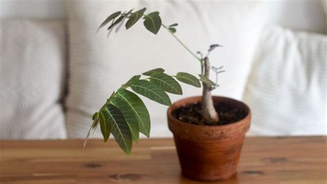 Phyllanthus Mirabilis From The Naked Collection PINE SG