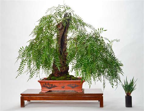 Pepper Tree Bonsai