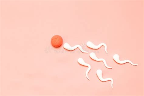 The Figure Of Human Sperm And Human Egg Stock Image Image Of Birth