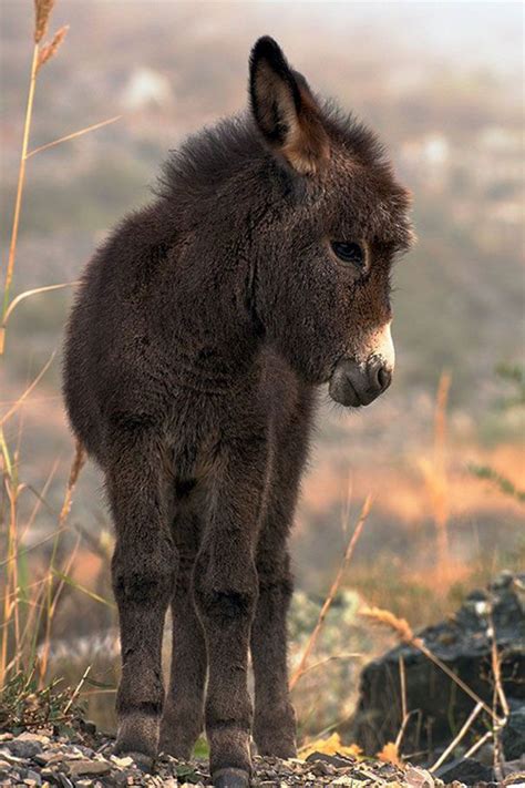 These 30 Cute Baby Donkeys Are Everything You Need To See Today Cute