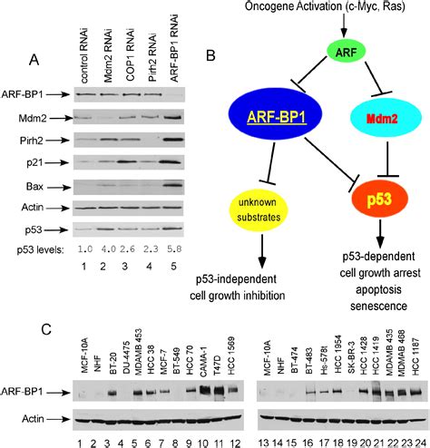 ARF BP1 Mule Is A Critical Mediator Of The ARF Tumor Suppressor Cell