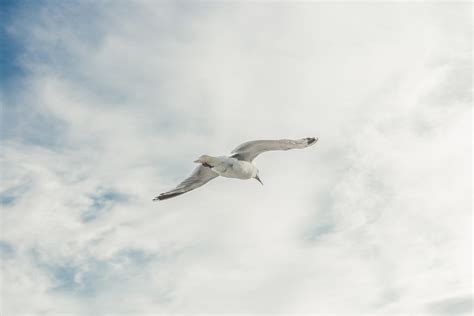 Seagull Bird Flying - Free photo on Pixabay - Pixabay