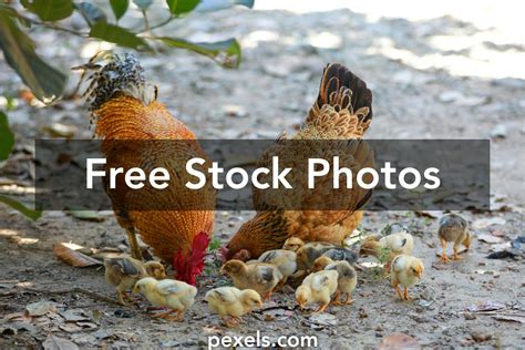 80,000+ Best Farm Animals Photos · 100% Free Download · Pexels Stock Photos