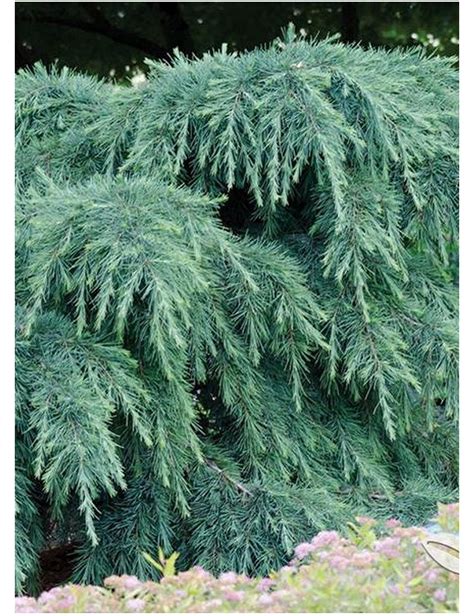 Cedrus Deodara Feeling Blue C Dre De L Himalaya Feeling Blue