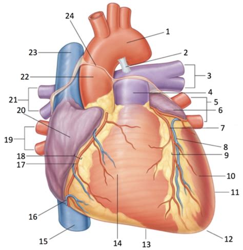 Anatomy Anterior Surface Of The Heart Flashcards Quizlet