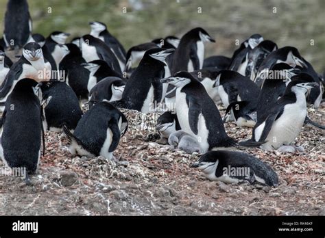 chinstrap penguin breeding  nesting  res stock photography