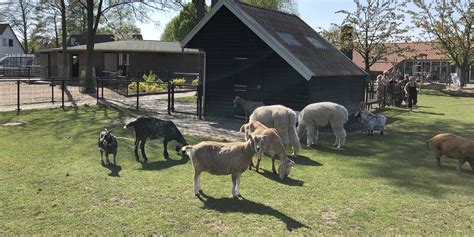 Welkom Bij Kinderboerderij Papenhoeve