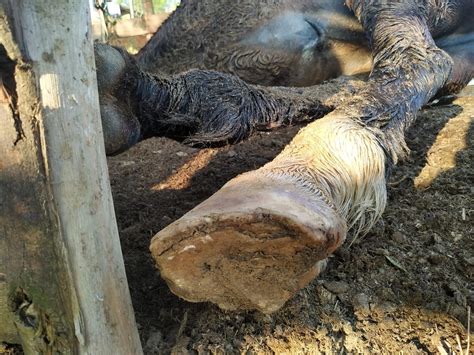 Dono de cavalo é preso suspeito de maus tratos após animal morrer em