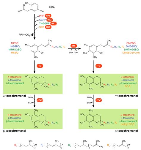 Antioxidants Free Full Text Vitamin E Biosynthesis And Its