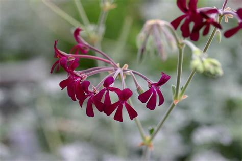 Pelargonium soins photos espèces Découvrez comment prendre soin