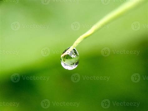 Grande Hermosa Gotas De Transparente Lluvia Agua En Un Verde Hoja Macro