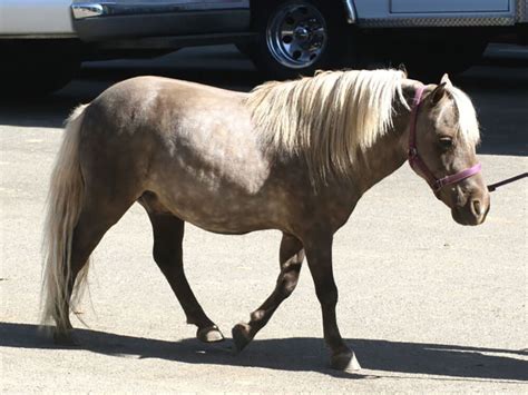 Miniature Horse Breed Information | Appearance, Care | UK Pets