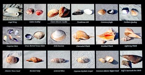 A Guide To Shelling In Myrtle Beach Myrtle Beach Vacation Myrtle