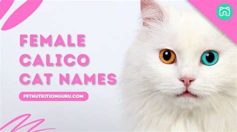 Female Calico Cat Names Unique Cat Names