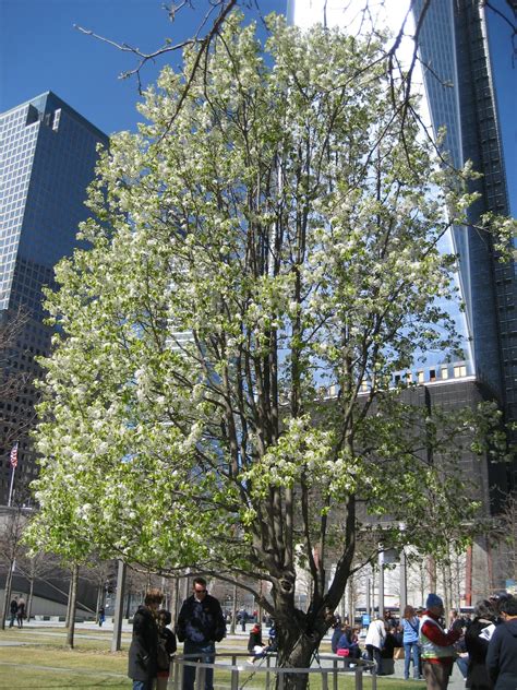 El Hermoso Y Extraordinario árbol Que Sobrevivió Al 0911