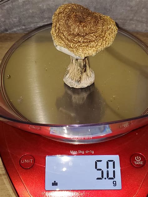 Online Forums Debate Heroic Dose Mushrooms Safety For New Users Now - RYZE Superfoods