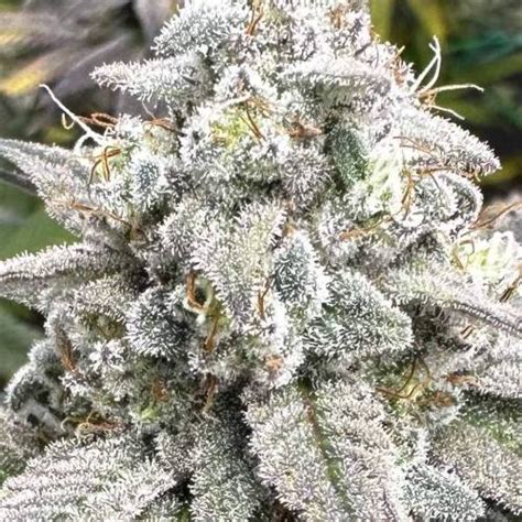 Nana Glue Diamond Handz Chiquita Banana Feminized Seeds Blackberry